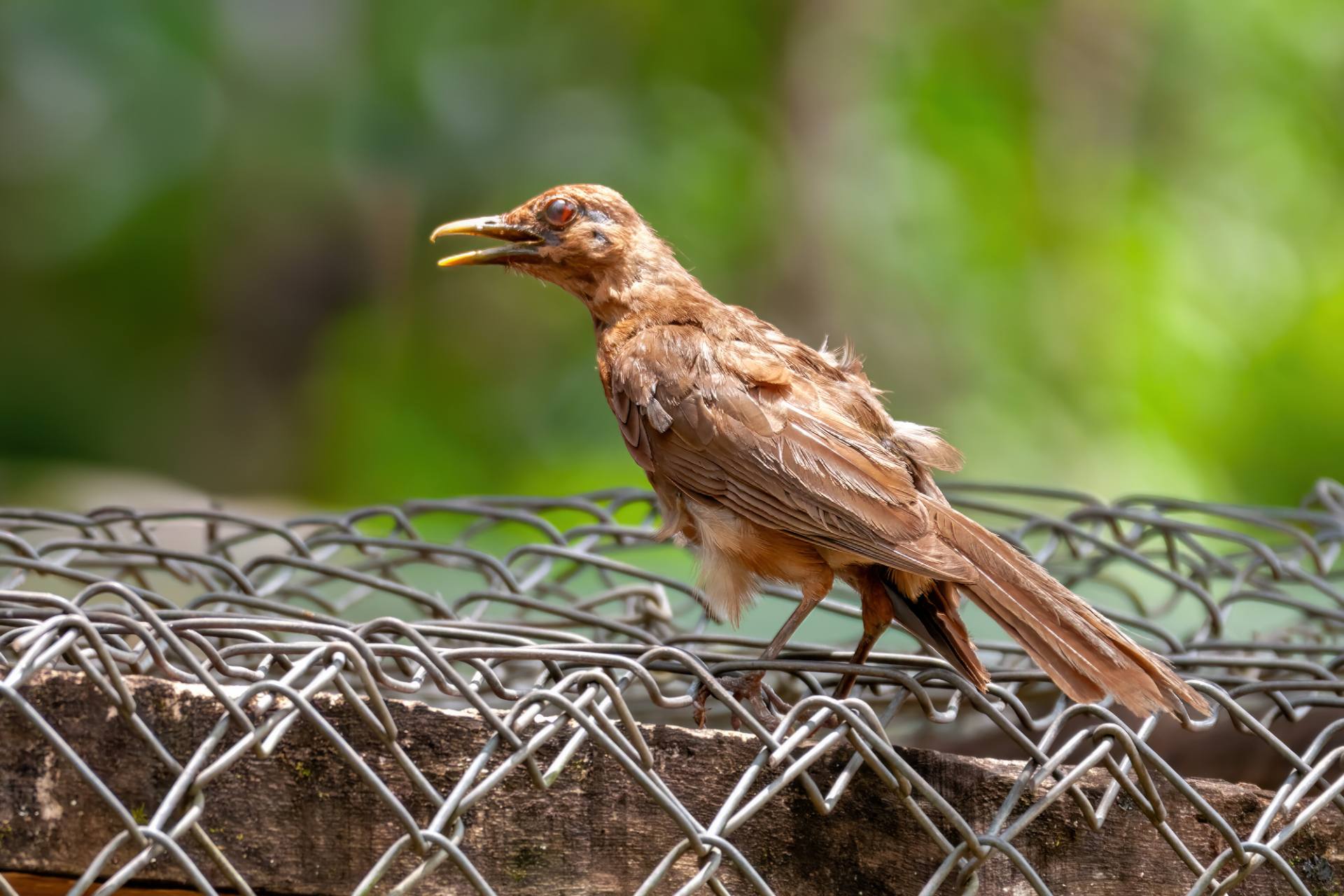 Gilbdrossel (Turdus grayi) oder Schlichtdrossel
